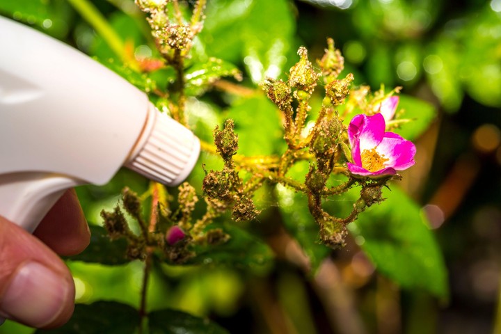 Nova zahrada - vosky